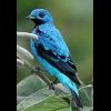 Cotinga