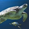 tortue7384