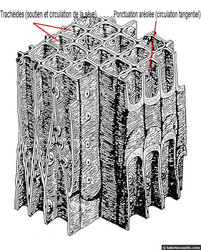 microstructure épicéa